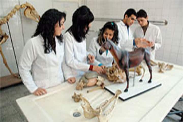 CVAS Bikaner campus photo 4