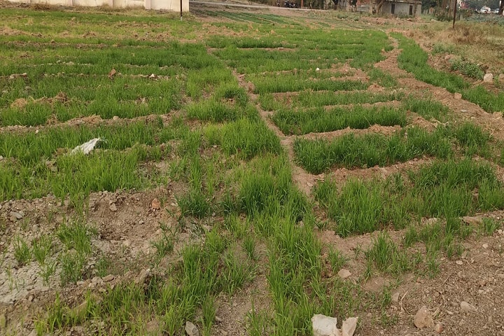 College of Agriculture, Barshi campus photo 3