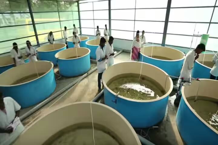 Tamil Nadu Dr J Jayalalithaa Fisheries University, Nagapattinam campus photo 5