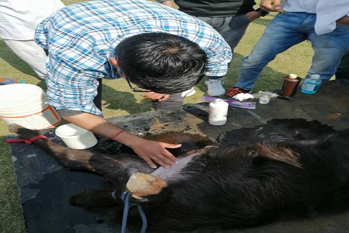 MR College of Veterinary Sciences, Jhajjar campus photo 4