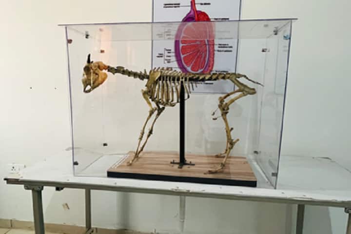 Bhumika Institute of Veterinary Sciences, Mohindergarh campus photo 5