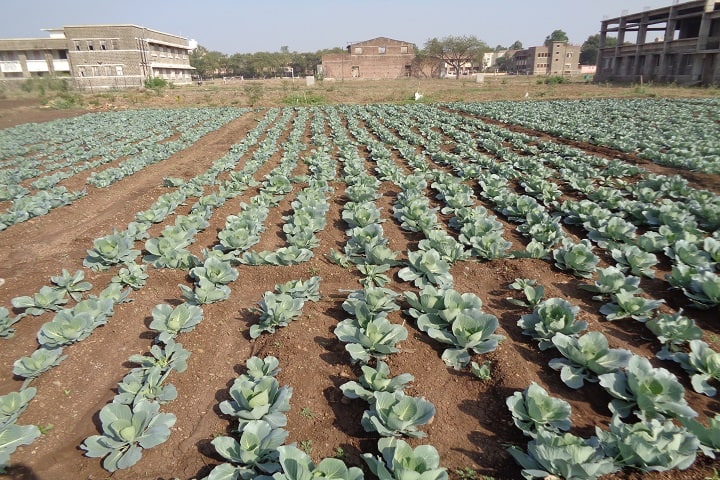 HH Sri Sri Murlidhara Swamiji College of Horticulture, Malegaon campus photo 2