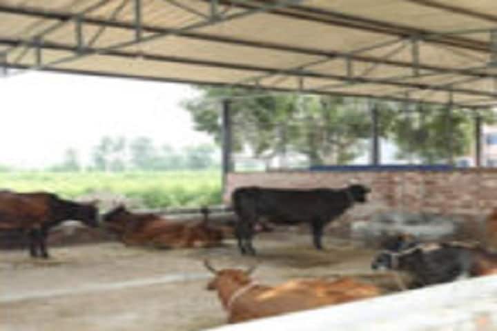 Balaji College of Veterinary Science and Research Center, Bhiwani campus photo 5