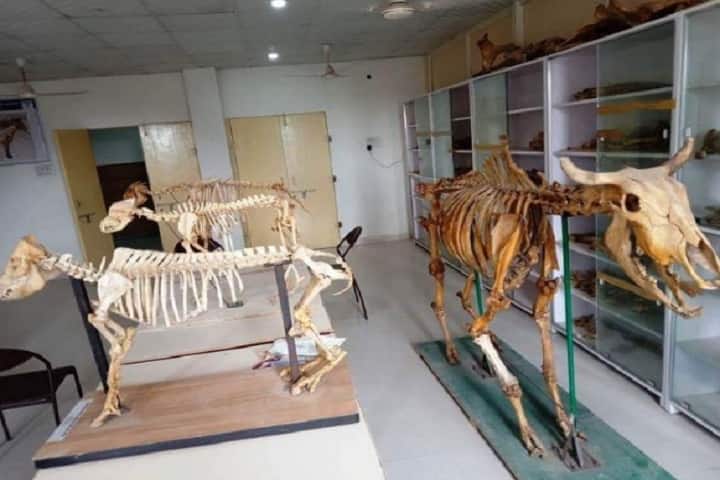 Shourabh College of Veterinary Science, Karauli campus photo 3
