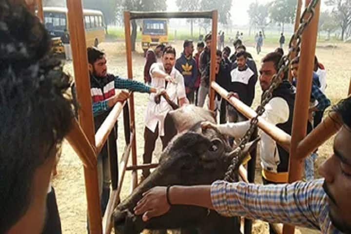 Ideal Veterinary College, Singhani campus photo 4