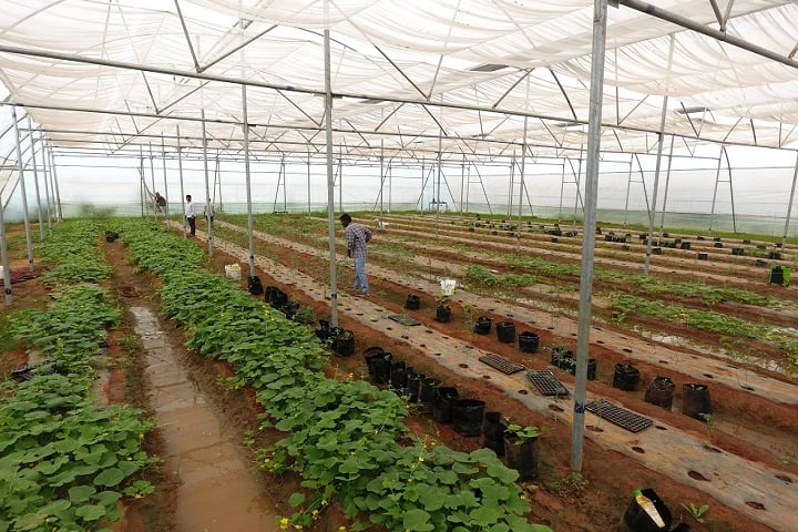 Kadiri Babu Rao College of Agriculture, Prakasam campus photo 3