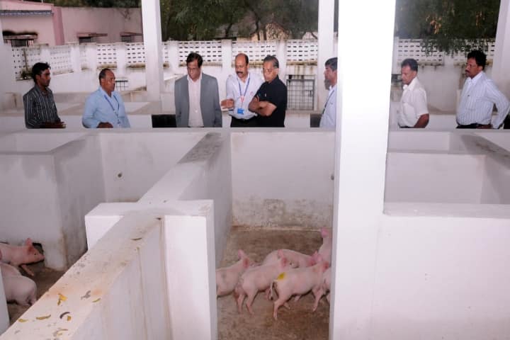 Sri Venkateswara Veterinary University, Tirupati campus photo 2