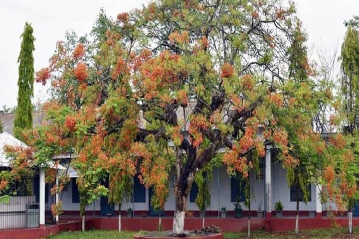 Naharkatiya College, Dibrugarh campus photo 3